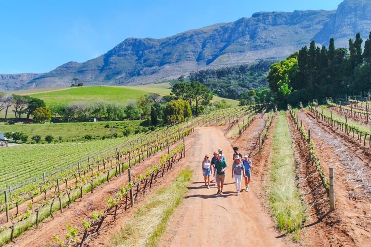 constantia-wine-walk-storytelling-vineyard-tour-with-lunch_1